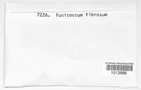 Fusicoccum fibrosum image
